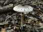Karcsú őzlábgomba (Macrolepiota mastoidea), Budai-hegység